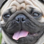 Pes znova zaštekal - fejtón 2185445-pug-2660487_1920
